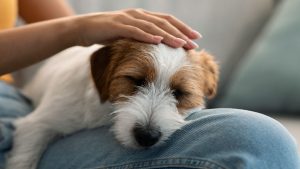 Hundvalp sover i knä.