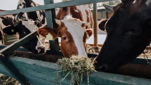 Tre kor äter hö inomhus.