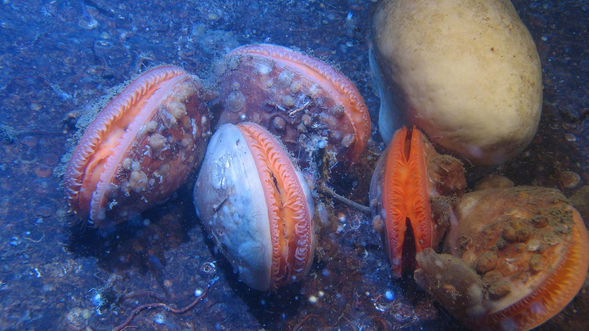 Cirka fem musslor omgivna av vatten