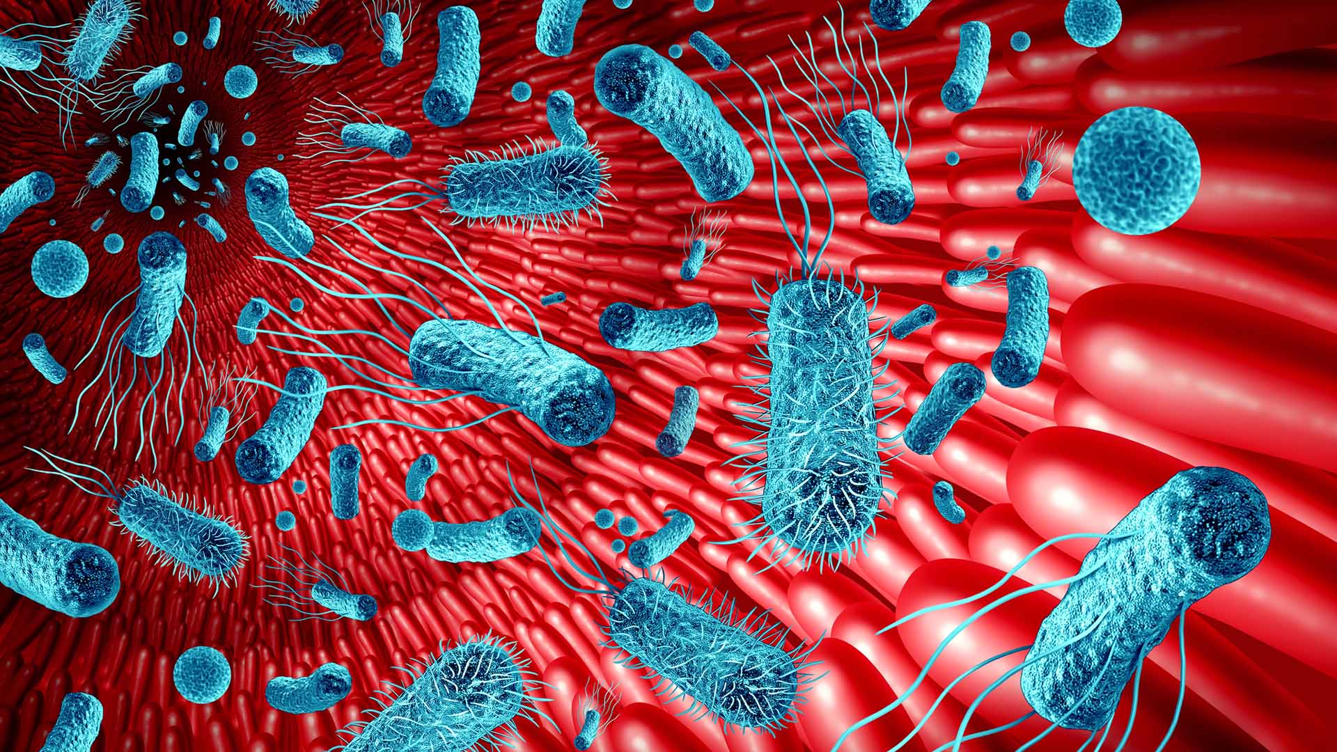 Tarmväggen i klarrött och olika bakterier som ses i blå färg.