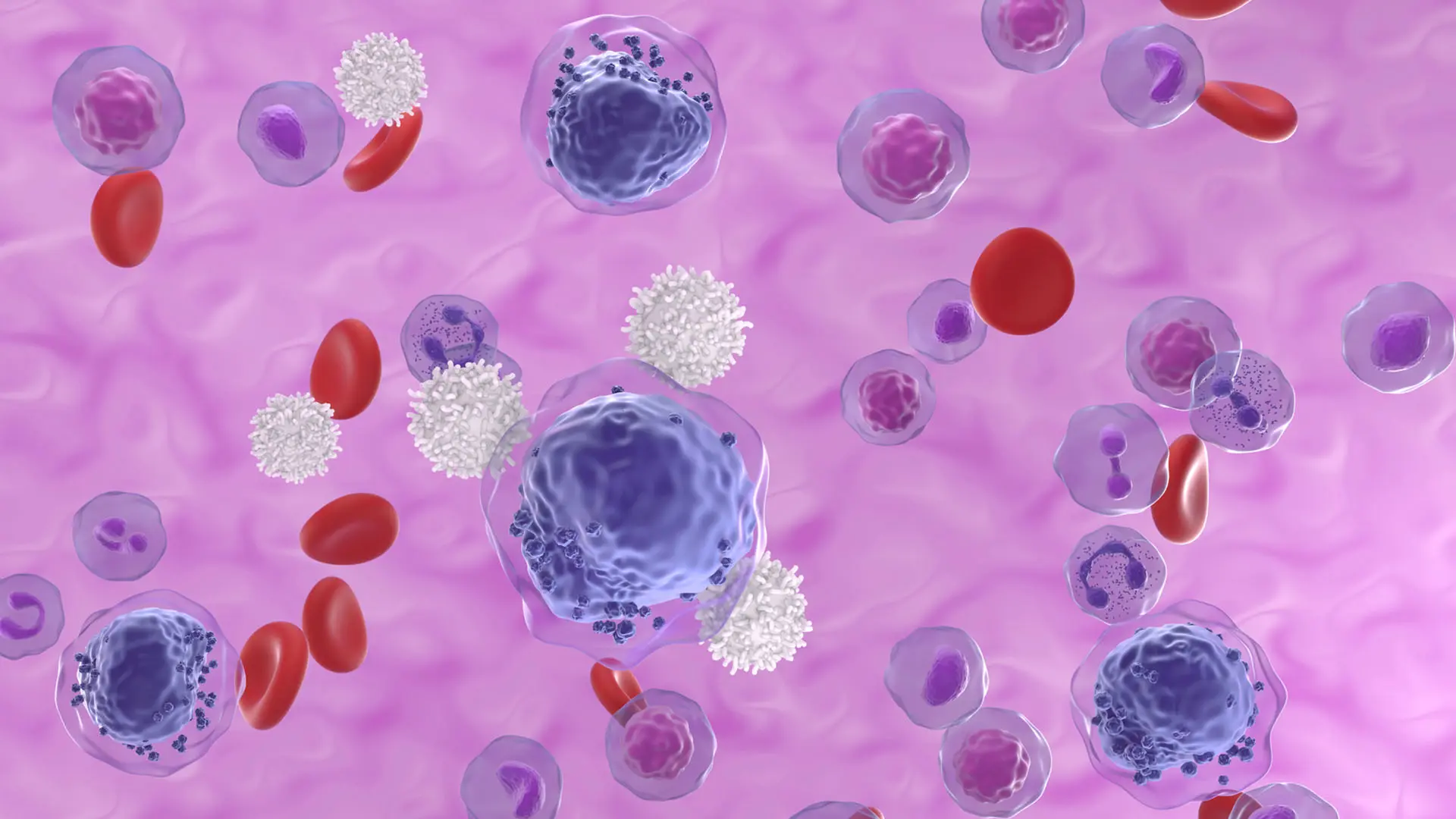 Celler i blodbanan. t-celler omringar stora cancerceller.
