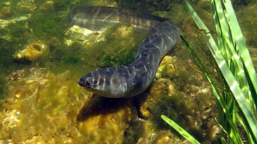 En ål slingrar sig fram bland växter på botten.