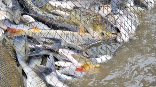 Fiskar som fångats i nät.