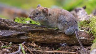 skoggsork sitter på en murken gren på marken.