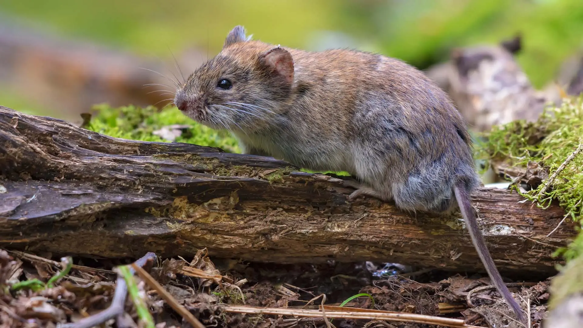 skoggsork sitter på en murken gren på marken.