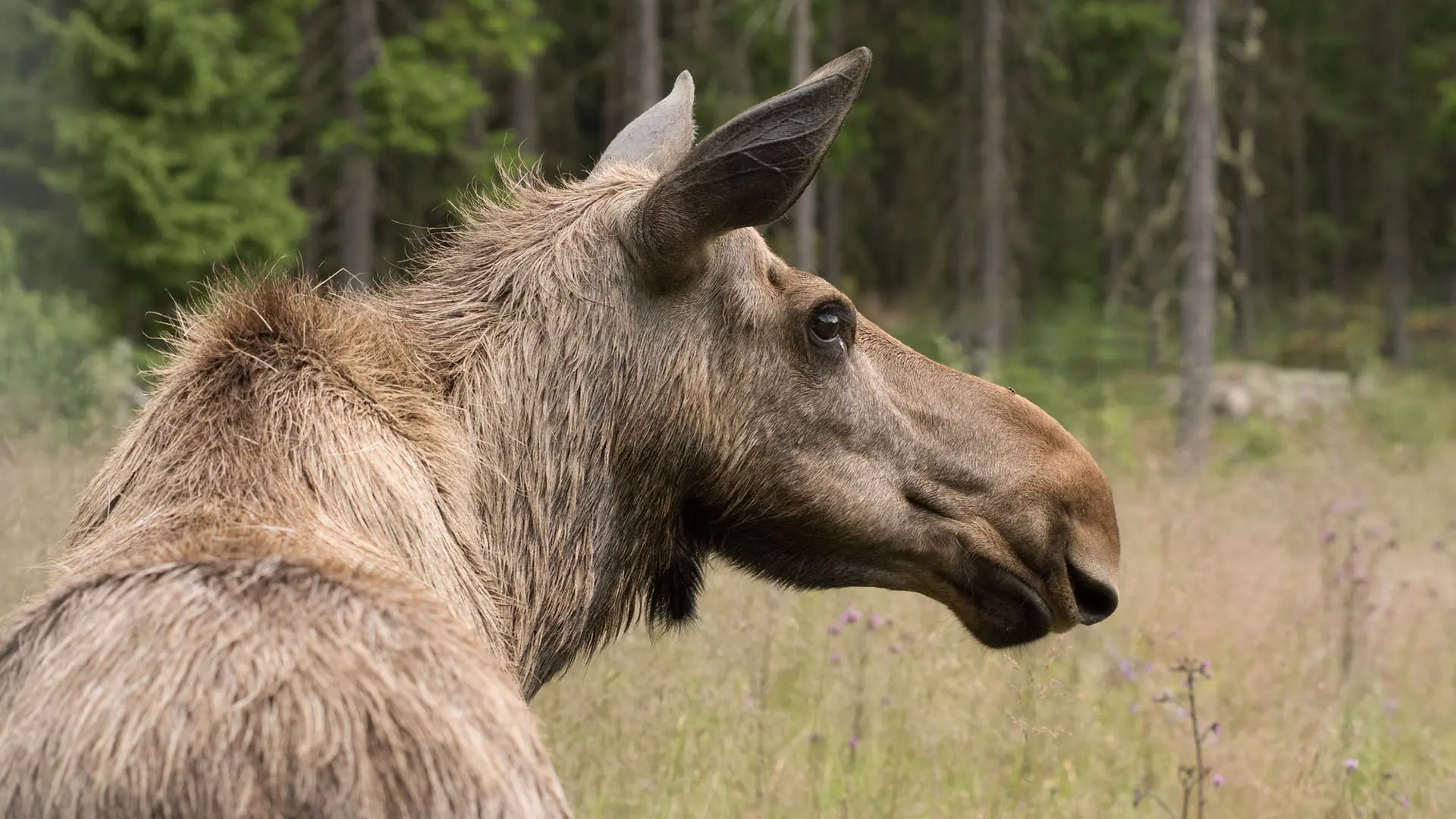 En älgko på äng intill skog.