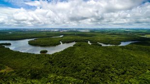 Vy från luften över Amazonas regnskog.