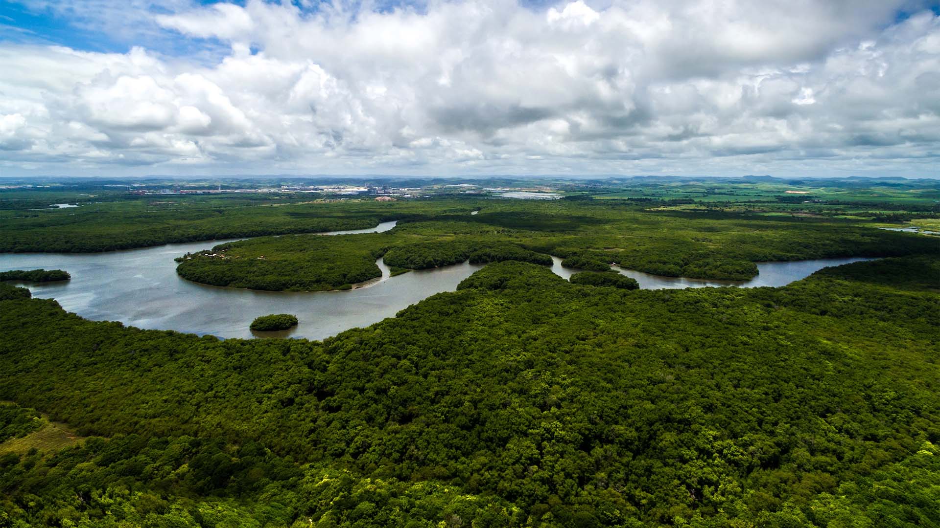 Vy från luften över Amazonas regnskog.