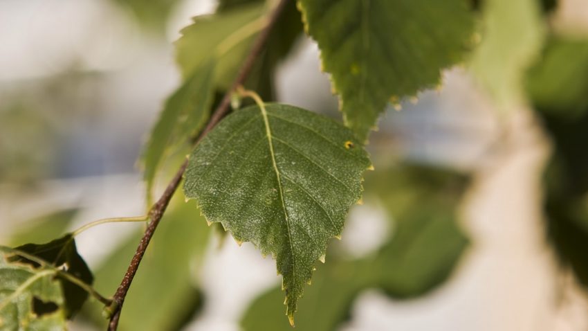 Björklöv på en gren.