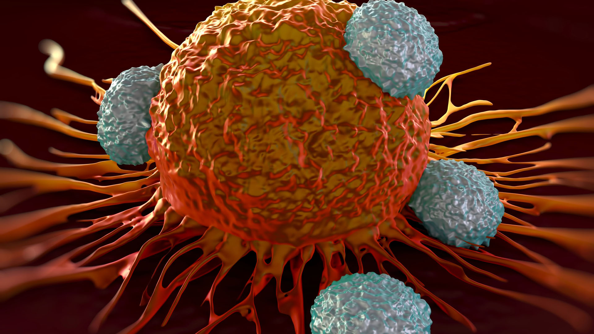 T-celler angriper en cancercell