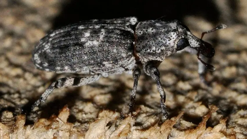 Förstoring av skalbaggesom kryper i en skog.
