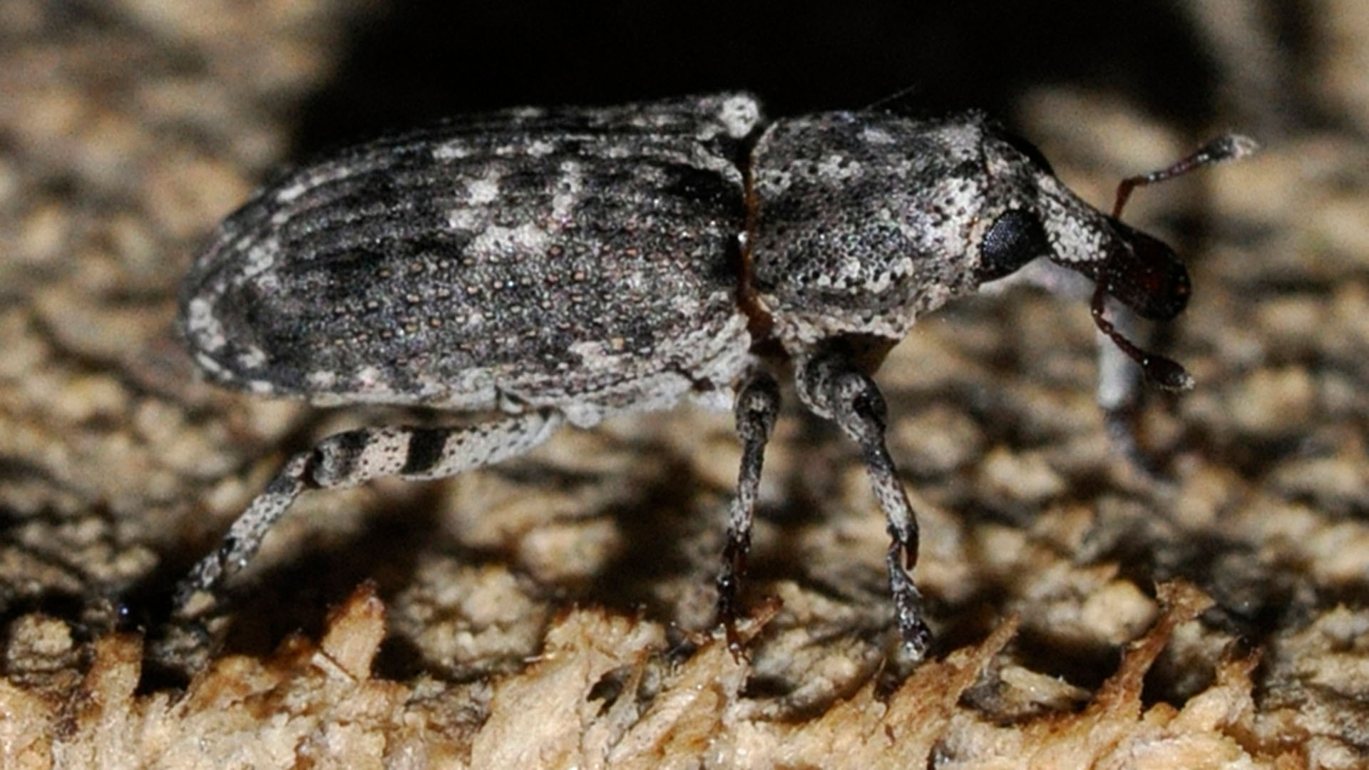 Förstoring av skalbaggesom kryper i en skog.