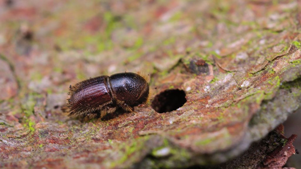 Granbarkborre vid ett hål i trädstam.