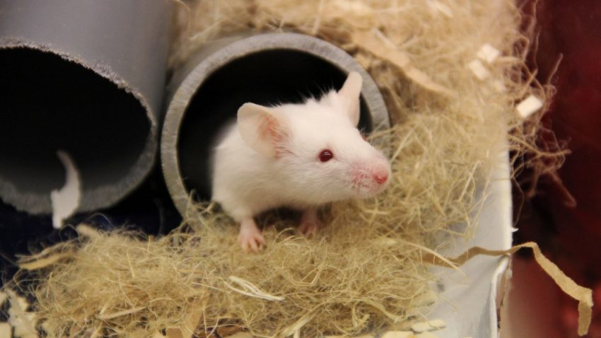 En vit mus tittar ut ur ett rör, halm runtomkring.