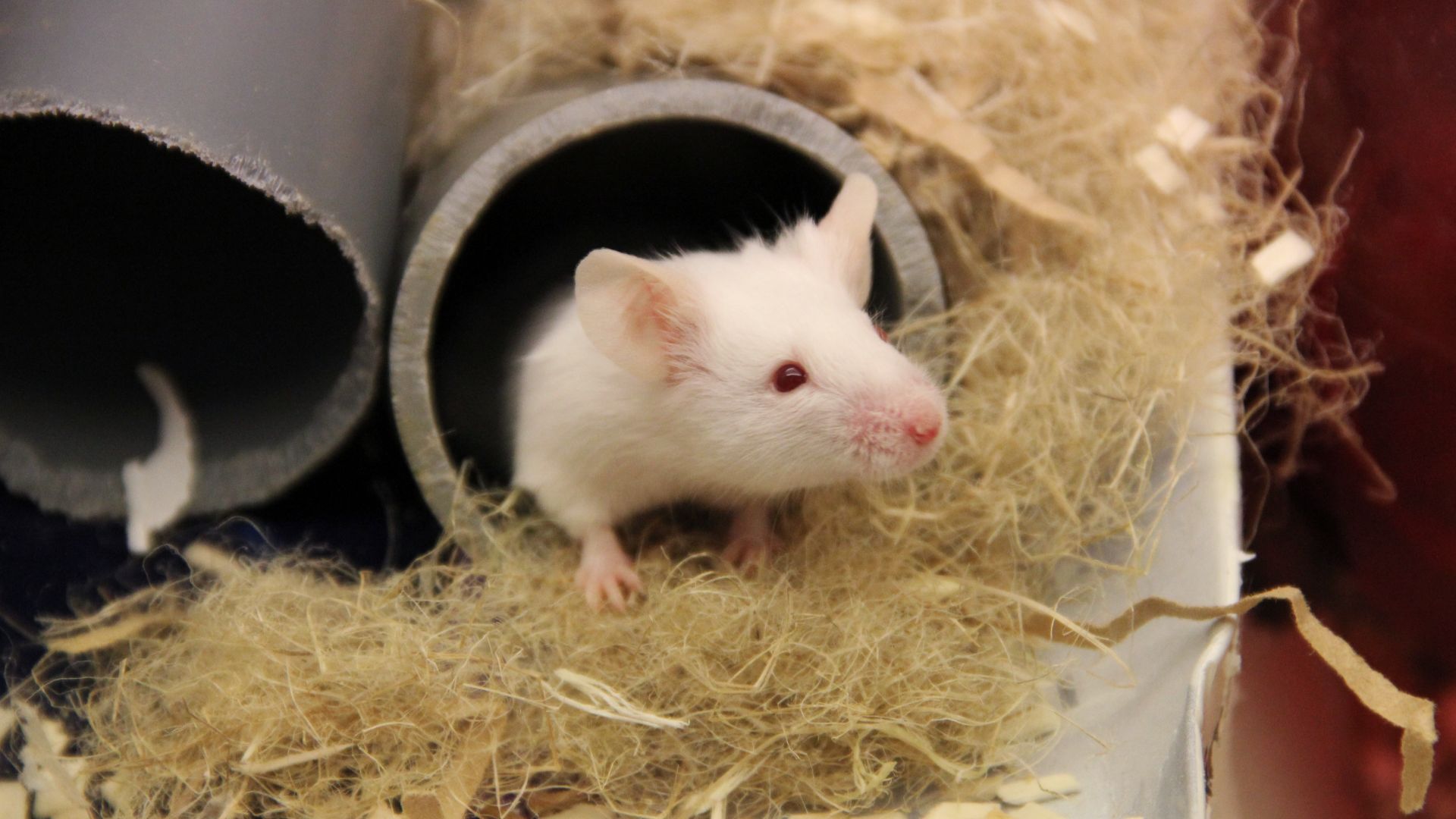 En vit mus tittar ut ur ett rör, halm runtomkring.