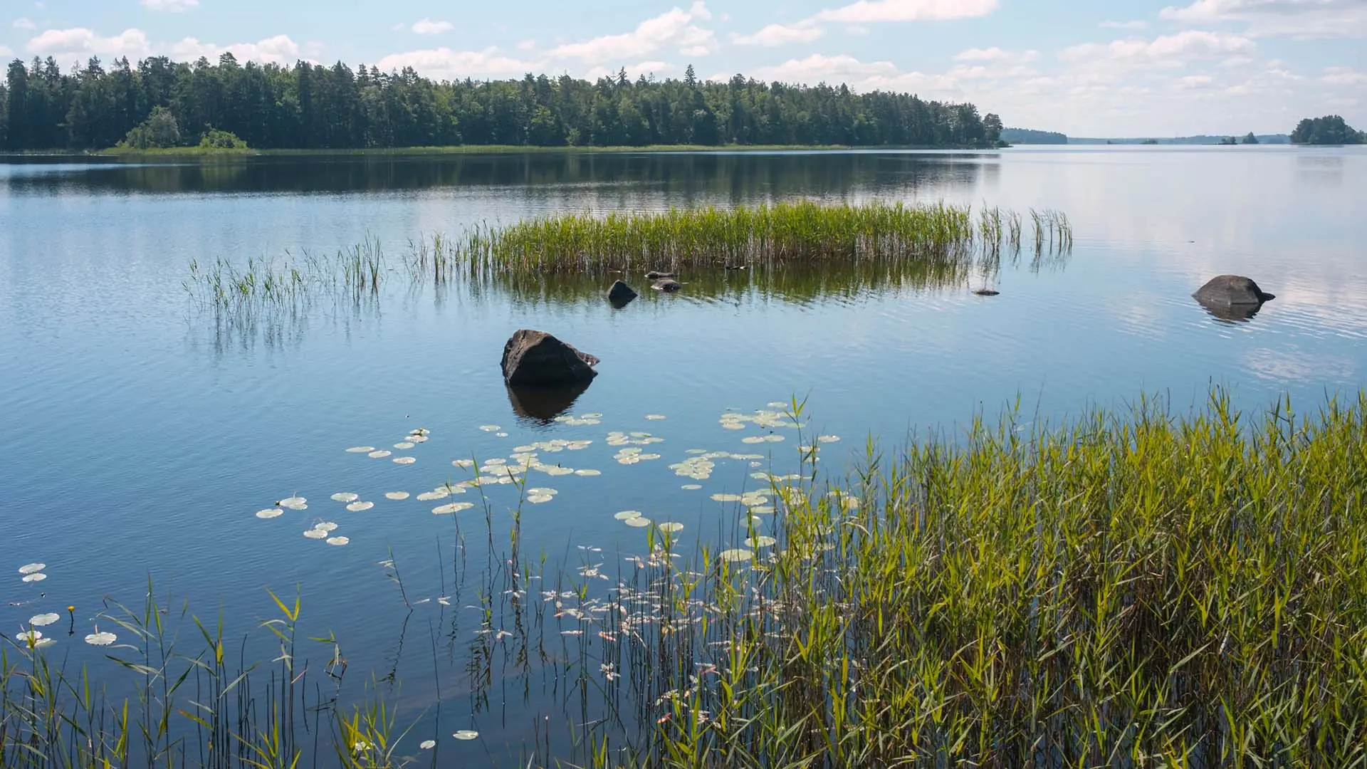 Sjö med växter i förgrunden.