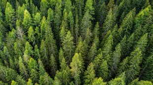 Tät granskog sedd från luften.