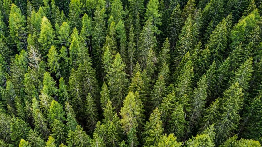 Tät granskog sedd från luften.