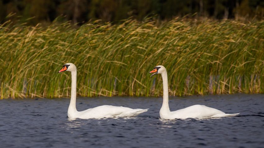Två svanar i en sjö