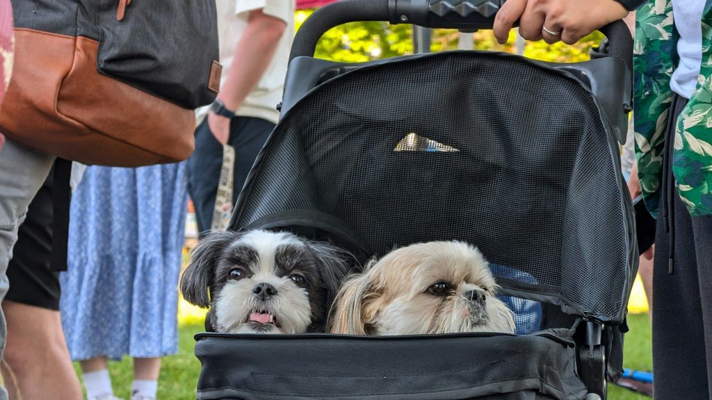 Två hundar sticker upp med bara huvudena ur en rullväska, utomhus.