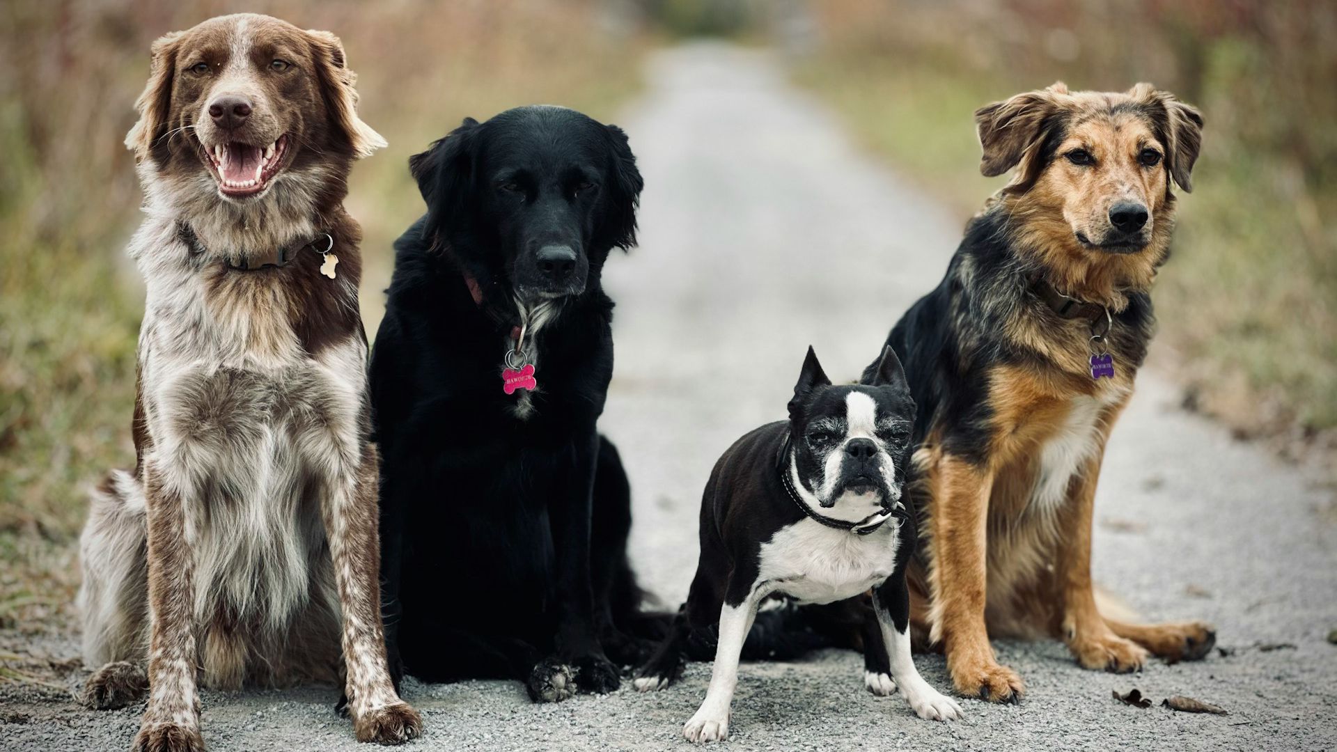 Fyra hundar i bredd på en landsväg, olika utseenden.