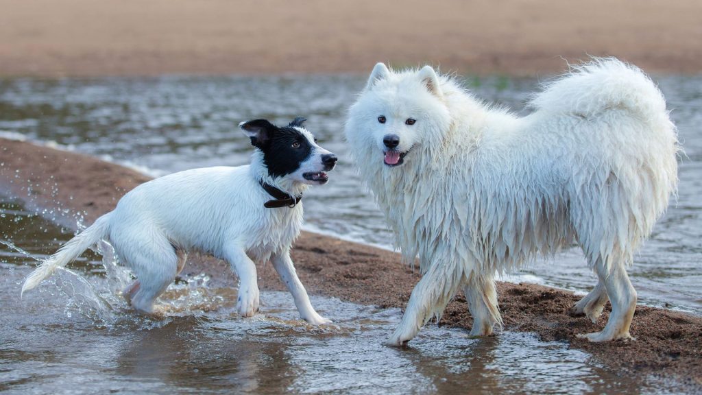 Två hundar i vattenbrynet på sandstrand, en svartvit och en fluffig och helvit.