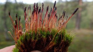 Grön mossa med röda utskott