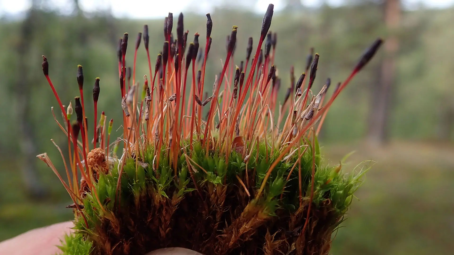 Grön mossa med röda utskott