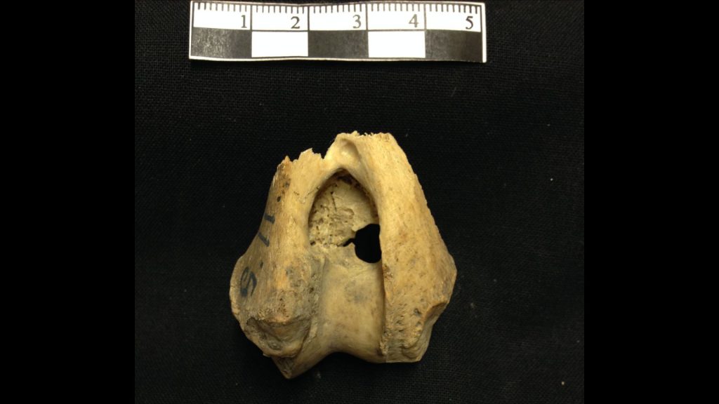 Bild av ett ben från ett djur, linjal ovanför.