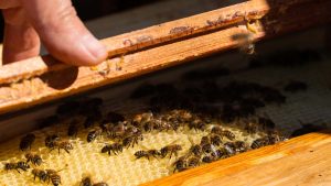 Bin under luckan på en kupa.