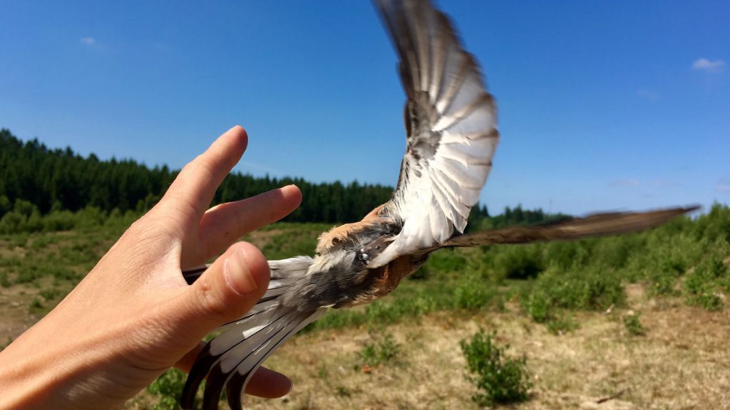 Fågel flyger iväg med ett mätinstrument under vingen.