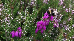 Humla har slagit sig ner bland rosalila ljung.