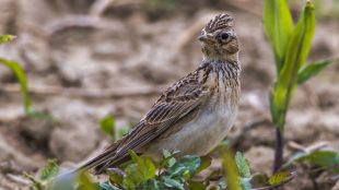 Sånglärka sitterbland växter på marken.