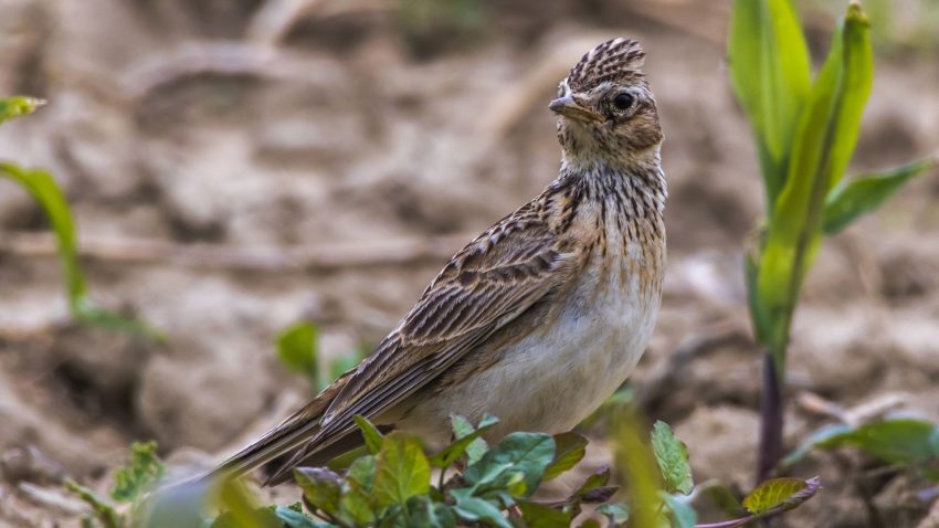 Sånglärka sitterbland växter på marken.