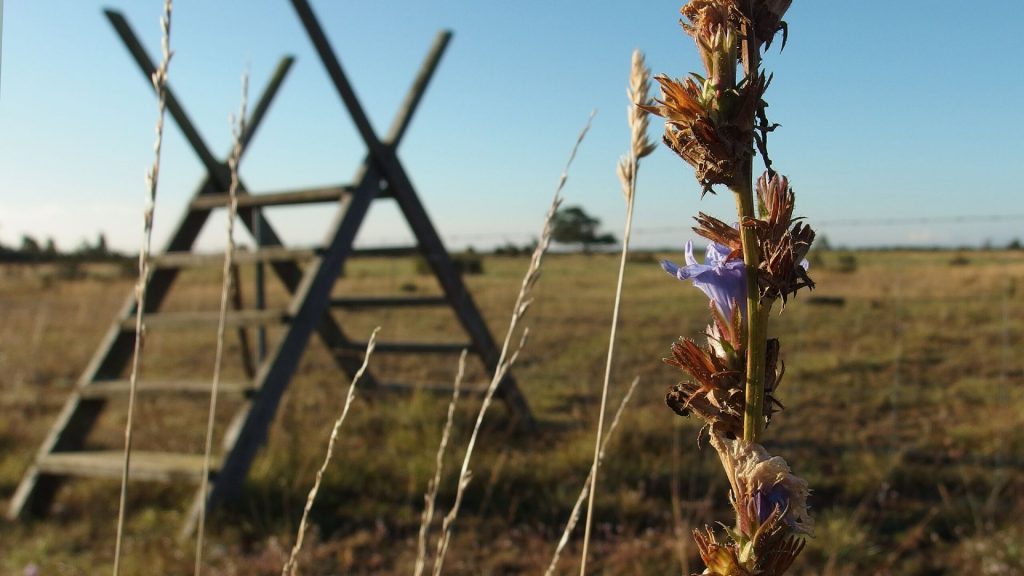 Äng och blå himmel.