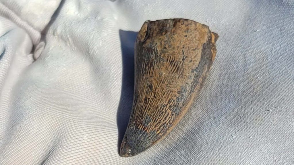 Tanden är brunfärgad och liknar en huggtand.