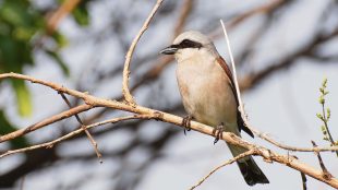 fågeln är gråbrun med ett svart band i ögonhöjd.