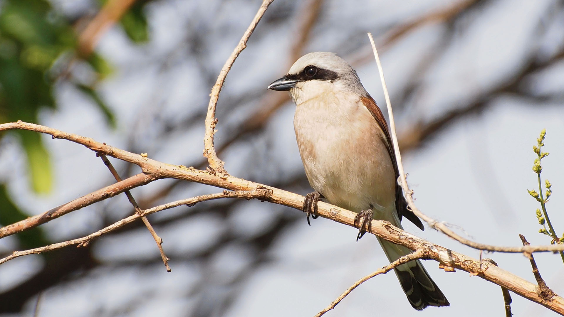 fågeln är gråbrun med ett svart band i ögonhöjd.