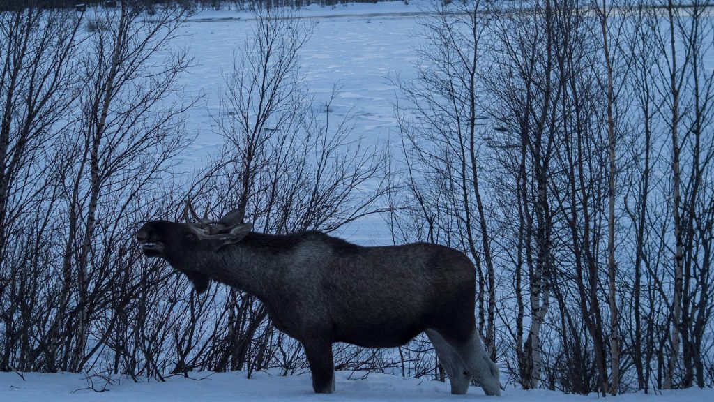 Älg vid fjällsjö, snö.
