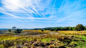 Sommargrönt fält och blå himmel med vita strimmor på.