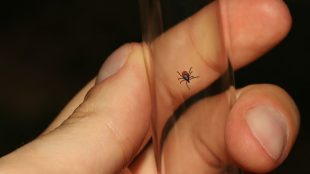 Hand håller i provrör med fästing inuti.