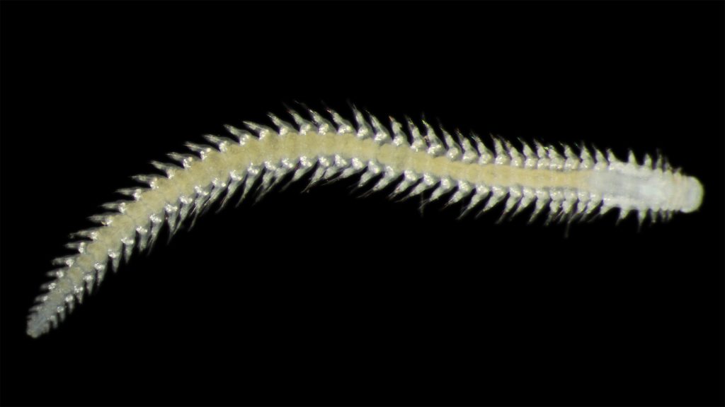 Mask som liknar en tusenfoting.