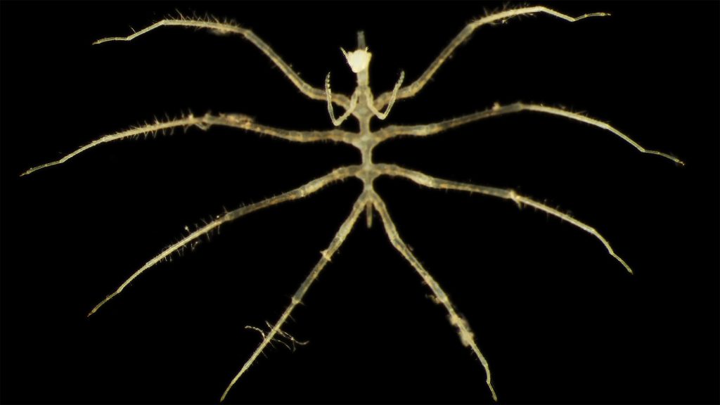 Spindelliknande djur med åtta långa smala ben.