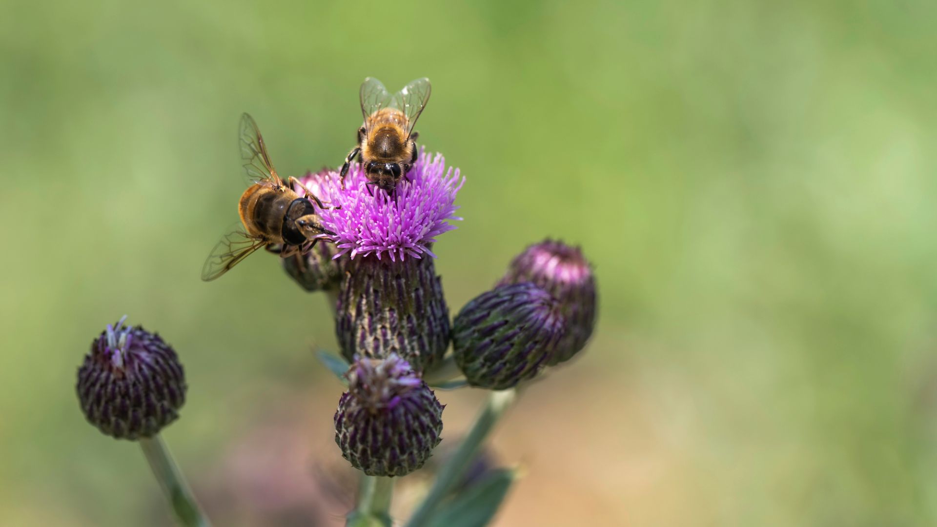 Två bin sitter på växt med lila blomma.