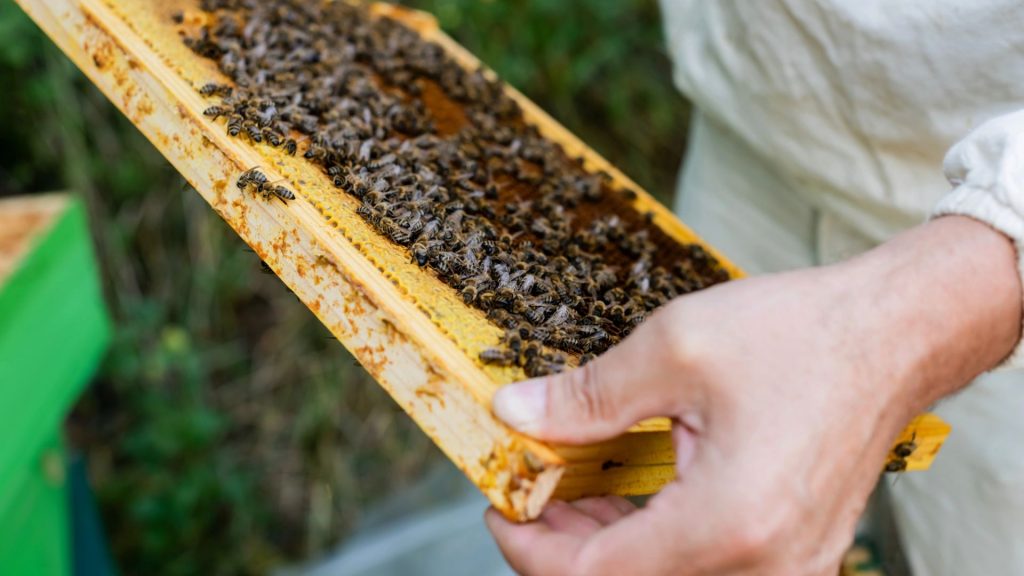 Bioodlare i vita kläder håller en träskiva med honung och en mängd bin på.