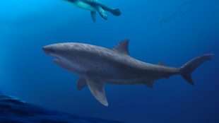 Illustration av haj i blått vatten.