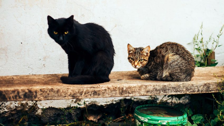 En svart katt och en spräcklig katt sitter på träbänk.