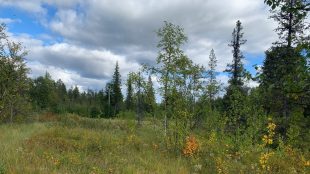 Skog, sommarlandskap, blå himmel med gråvita moln.