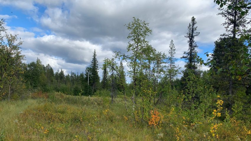 Skog, sommarlandskap, blå himmel med gråvita moln.