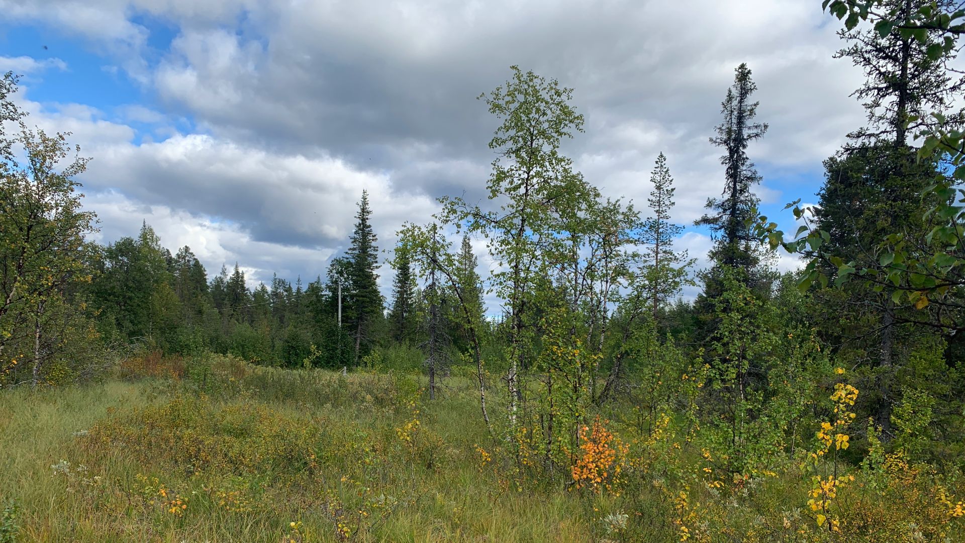 Skog, sommarlandskap, blå himmel med gråvita moln.